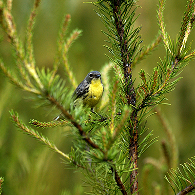 Warbler